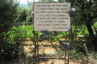 Sentier du vin des Poètes, Saint-Saturnin-de-Lucian, Languedoc Cœur d’Hérault