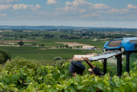 VENDANGEUR D’UN JOUR AU DOMAINE DE L’ASTER © DOMAINE DE L’ASTER