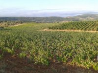 Vignes René Guilhem © Gros